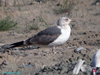 juvenile LBBG, ringed in the Netherlands. 